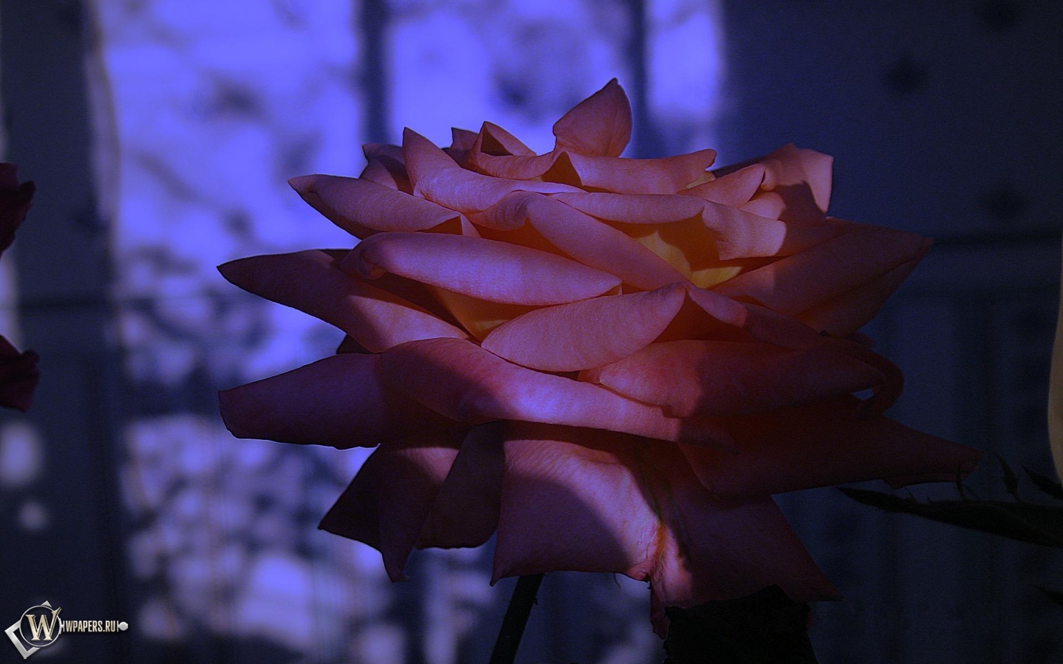 Сумеречная роза 1536x960