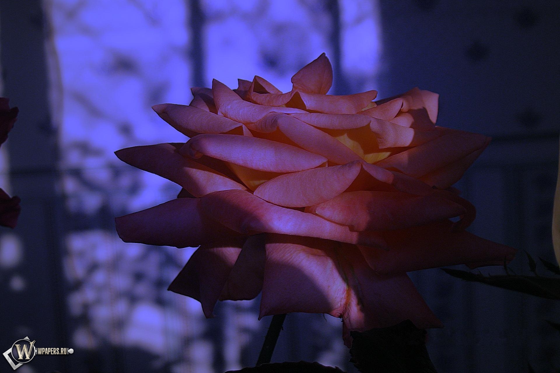 Сумеречная роза 1920x1280