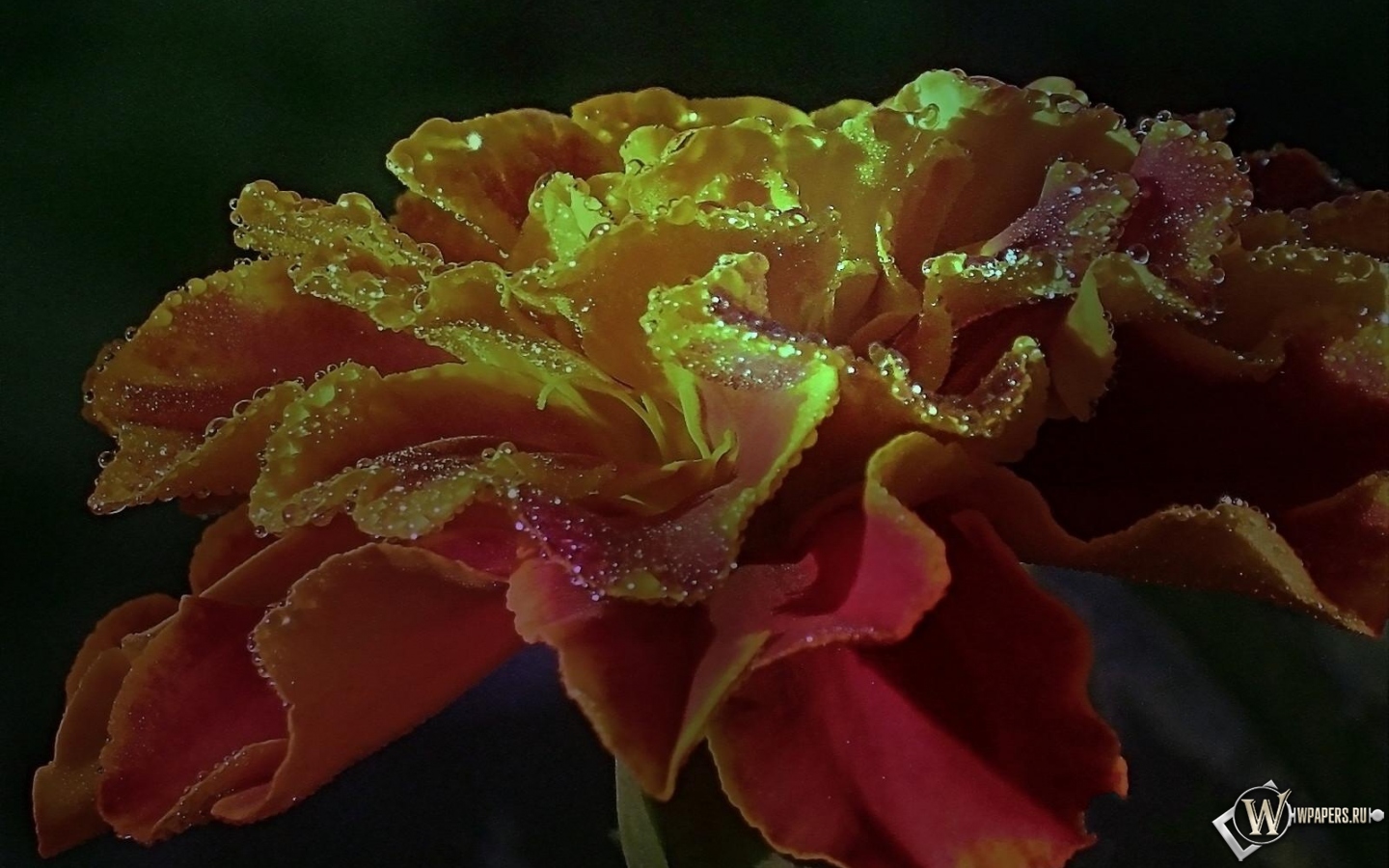Роса на цветке бархатца 1440x900