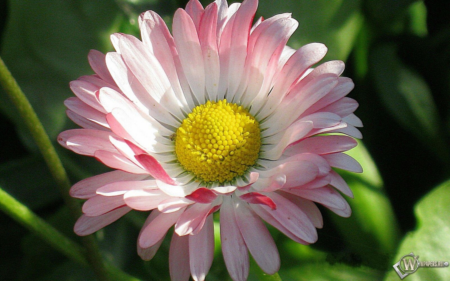 Цветок маргаритки 1440x900