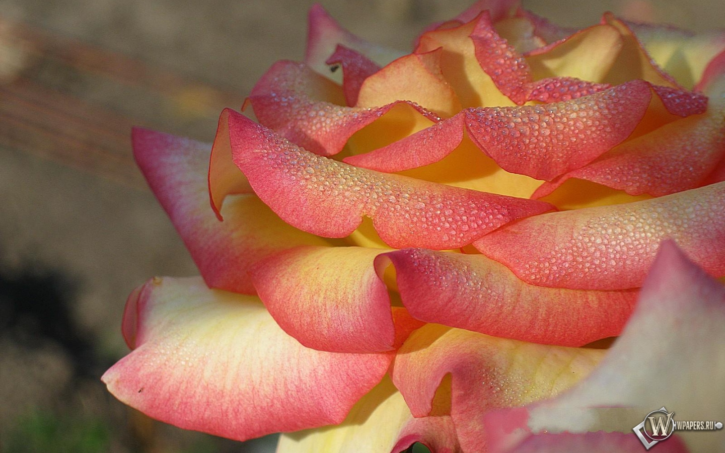 Утренняя роса на розе 1440x900