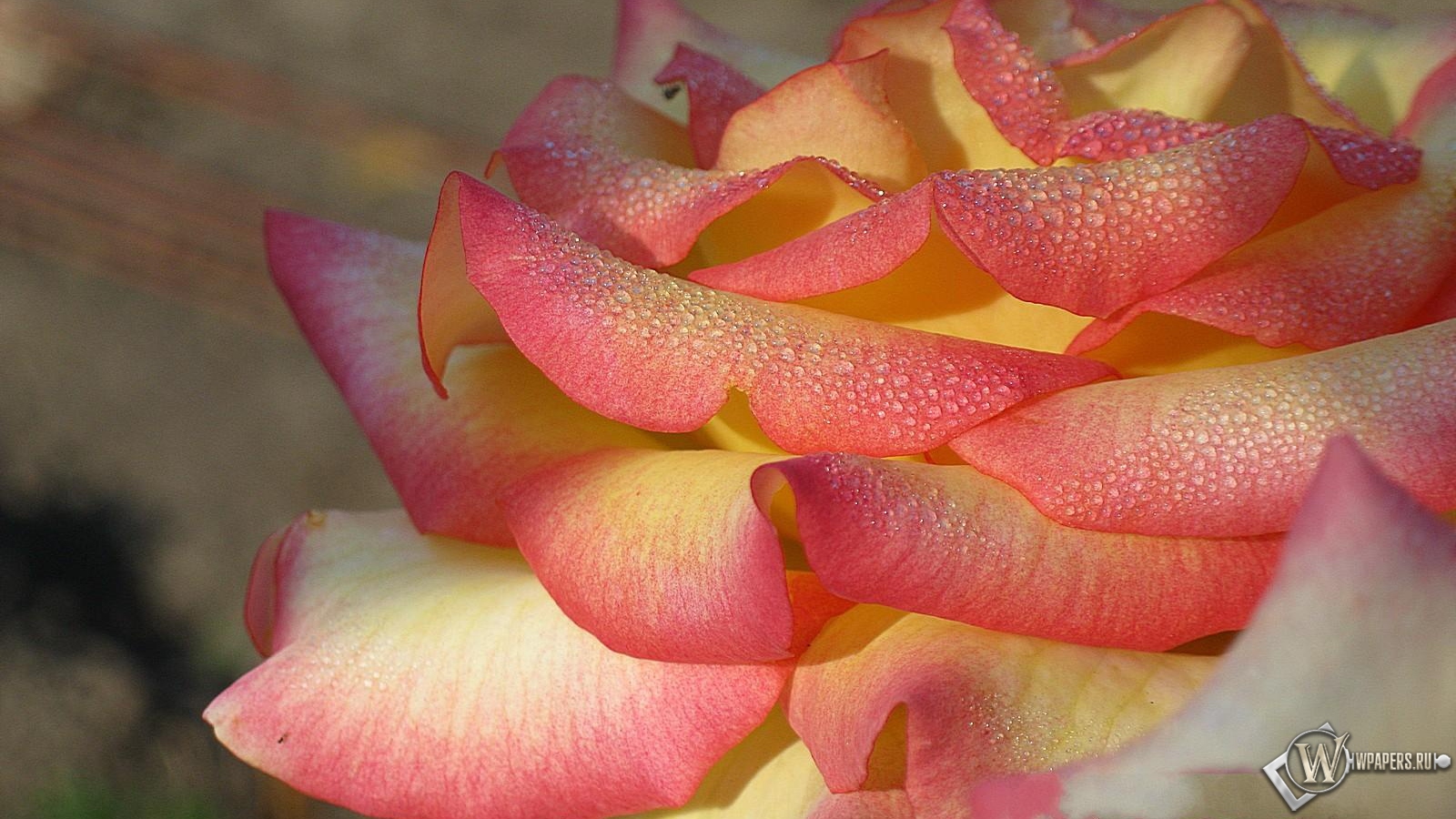 Утренняя роса на розе 1600x900