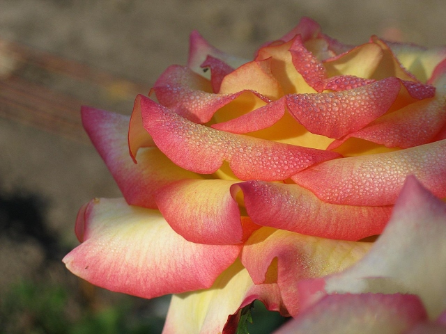 Утренняя роса на розе