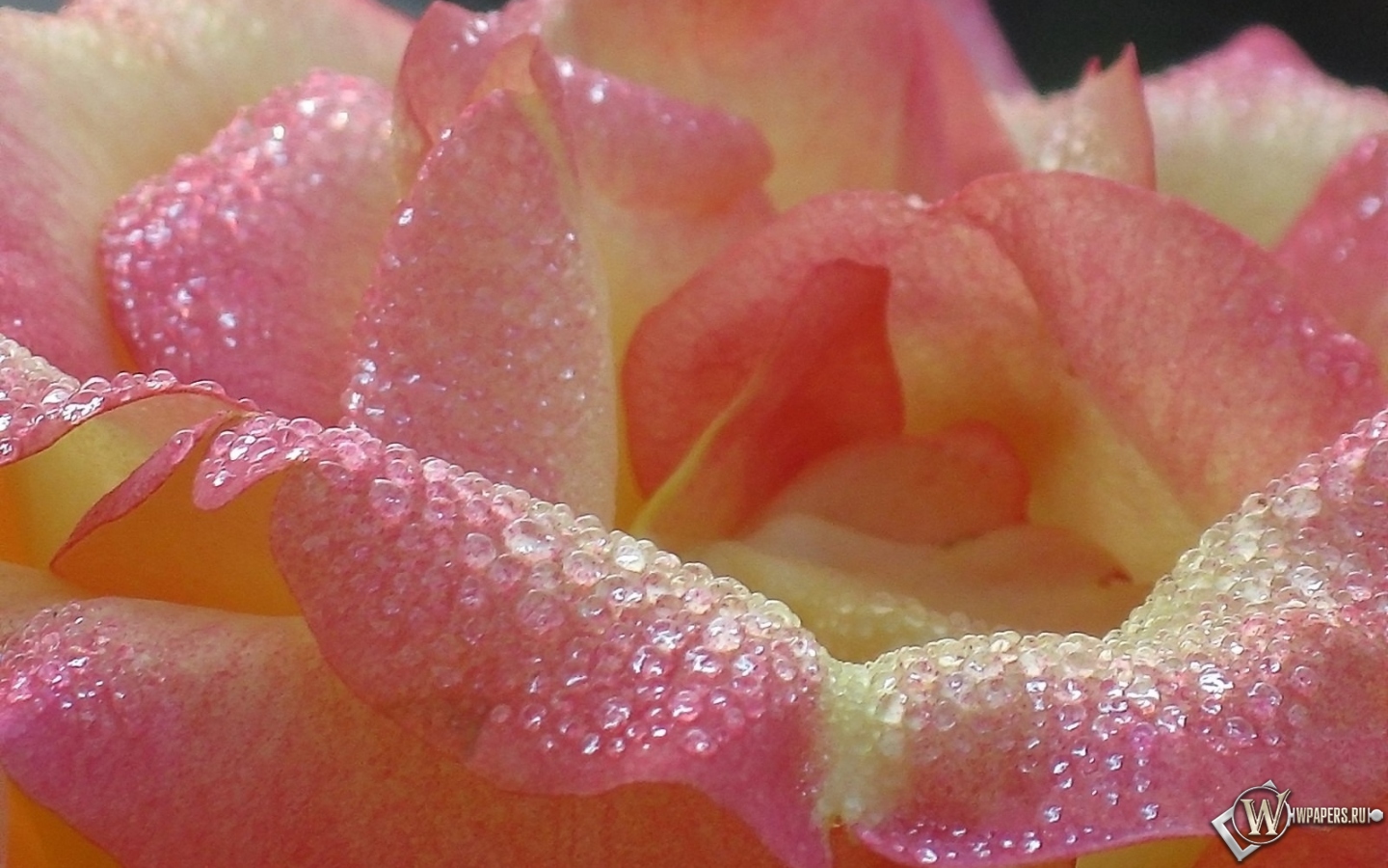 Утренняя роза 1440x900