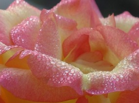Обои Утренняя роза: Роза, Цветок, Роса, Утро, Цветы