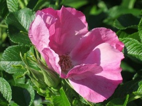 Обои Цветок шиповника: Розовый, Лето, Душистый, Цветы