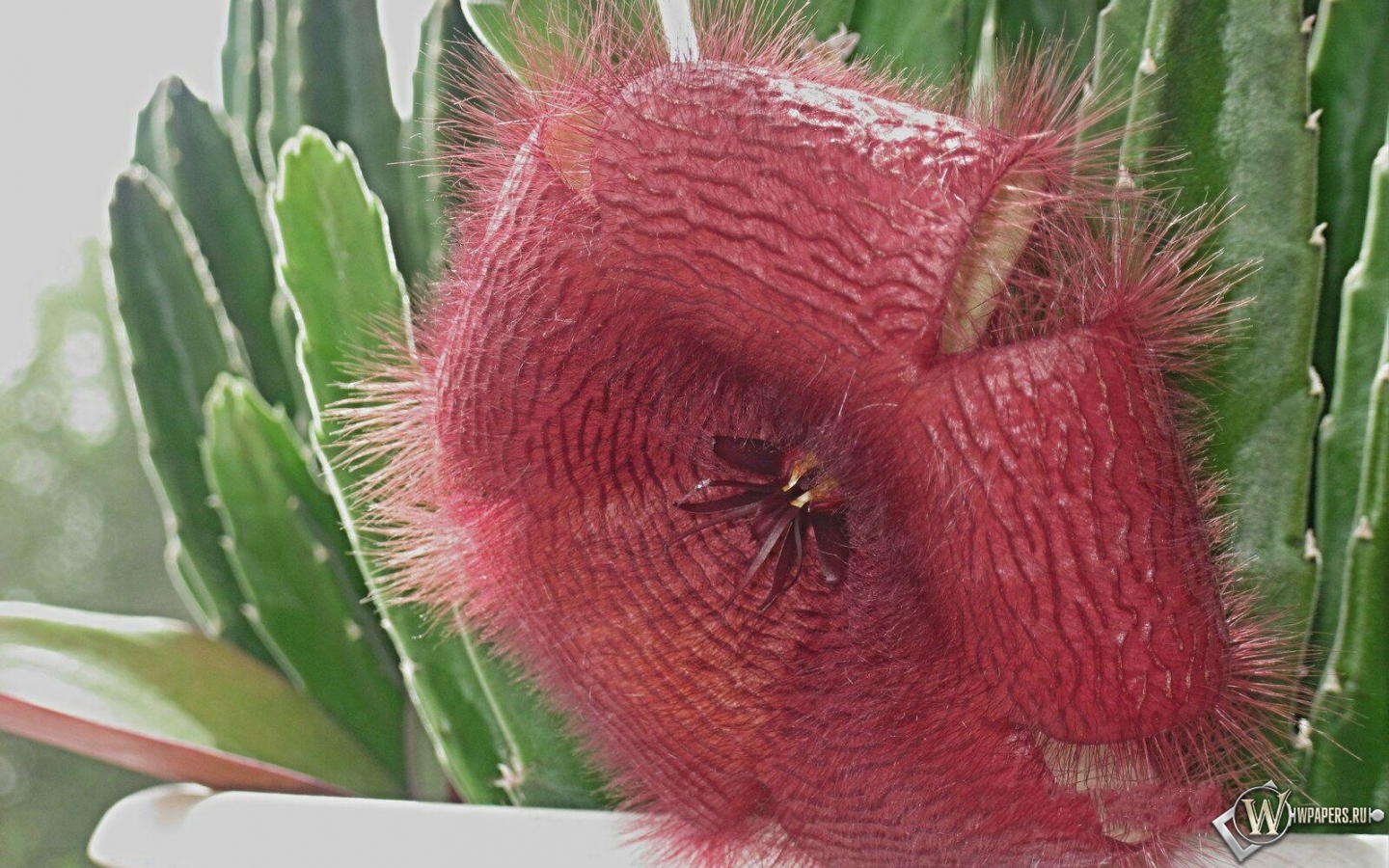Цветок кактуса 1440x900