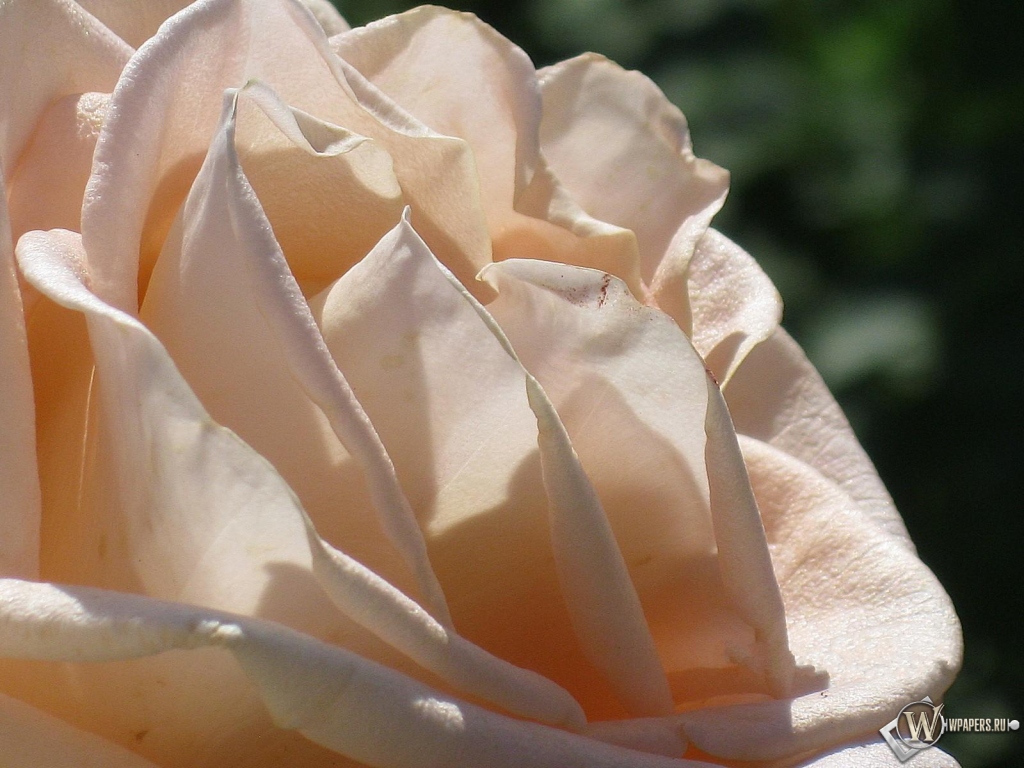 Кремовая роза 1024x768