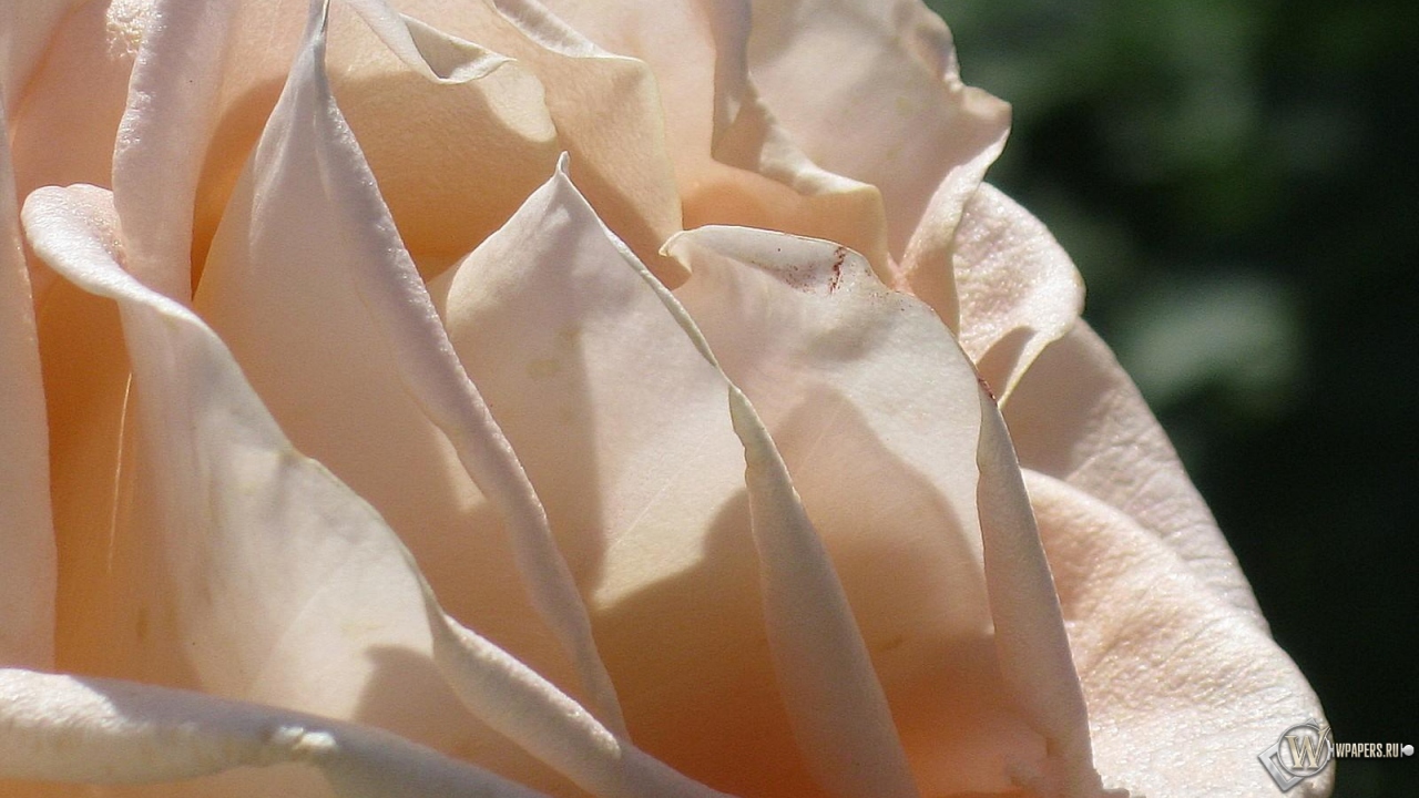 Кремовая роза 1280x720
