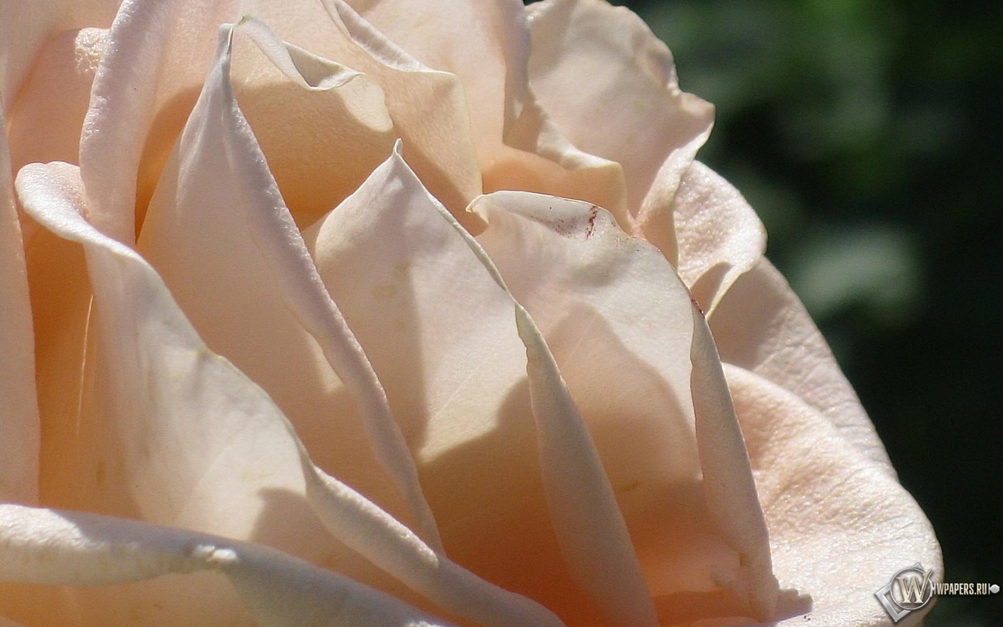 Кремовая роза 1440x900