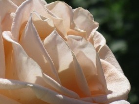 Обои Кремовая роза: Роза, Лето, Королева, Цветы