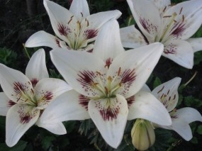 Обои Белые Лилии: Белый, Лилии, Цветы