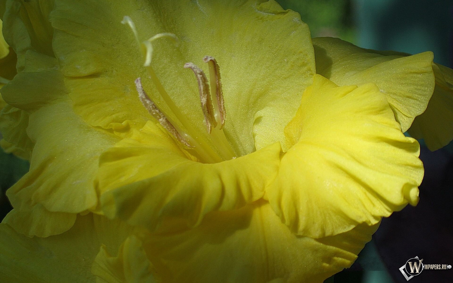 Желтый гладиолус 1536x960