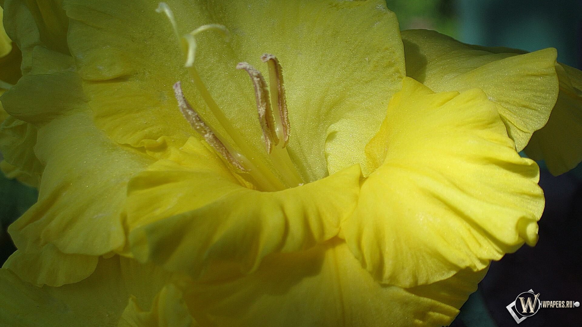 Желтый гладиолус 1920x1080