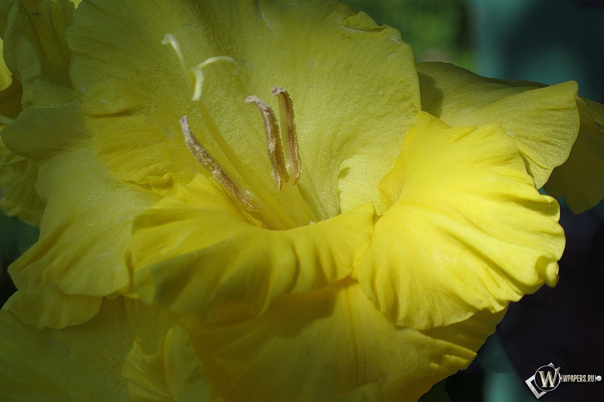 Желтый гладиолус 1920x1280