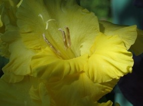 Желтый гладиолус
