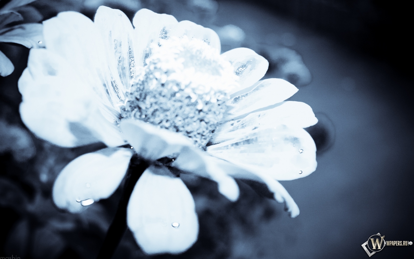 Цветок после дождя 1440x900