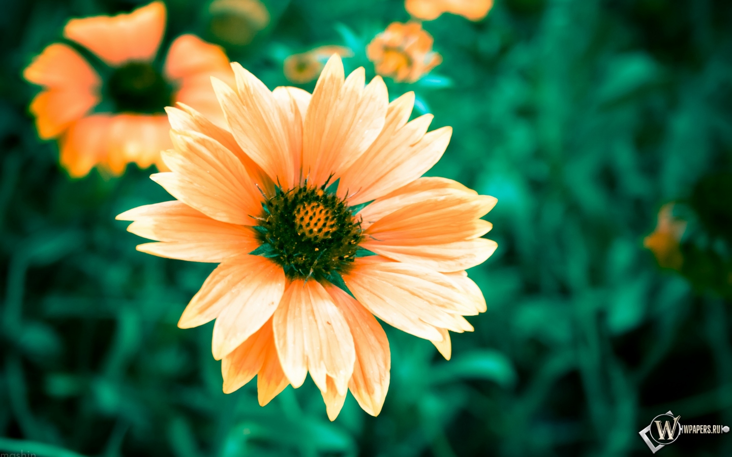 Теплый цветок 1440x900