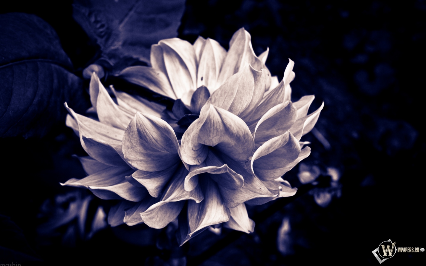 Готический цветок 1440x900