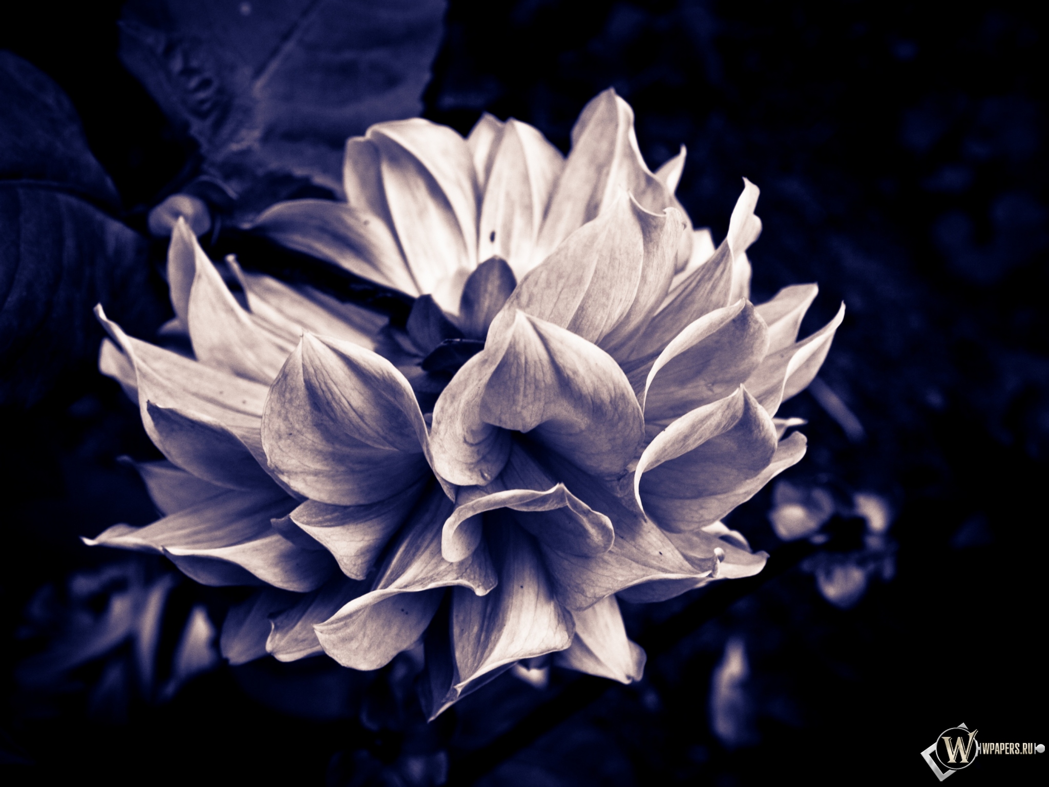 Готический цветок 2048x1536