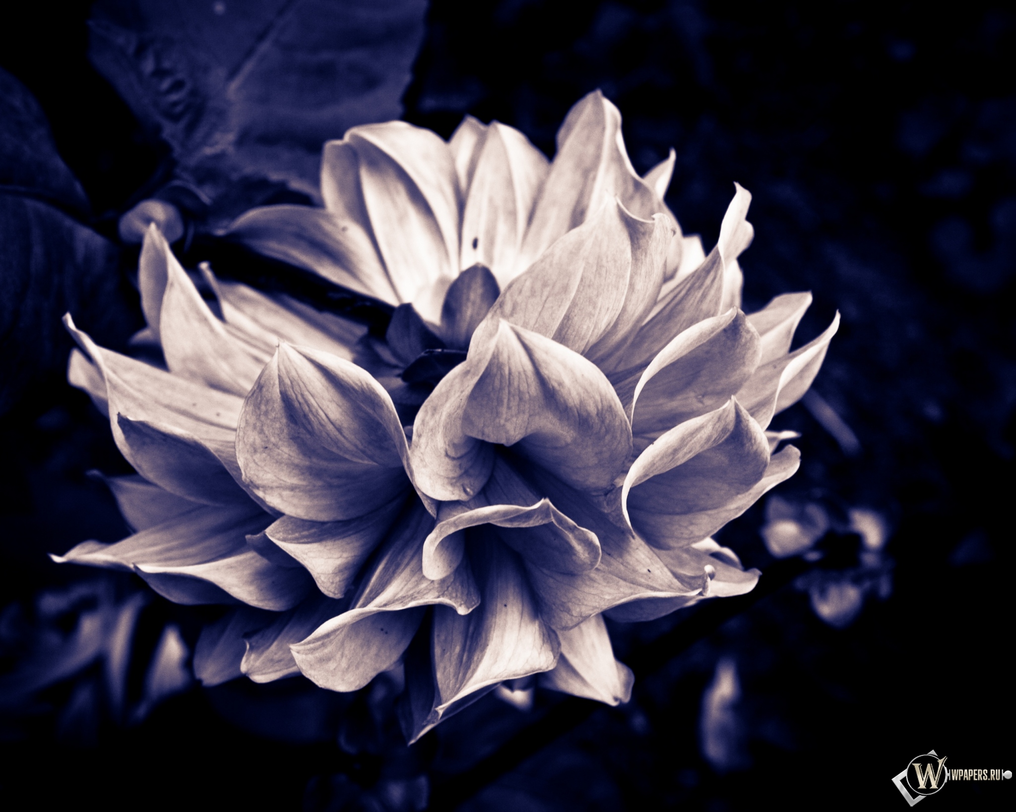 Готический цветок 2048x1638
