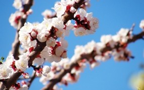 Обои Весеннее цветение: Дерево, Весна, Цветение, Цветы