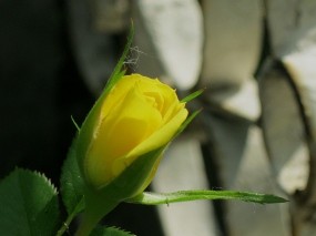 Обои Бутон розы: Роза, Цветок, Желтый, Бутон, Цветы