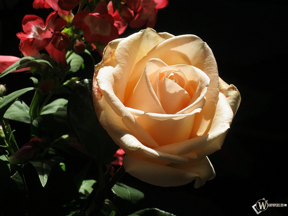 кремовая роза 1152x864