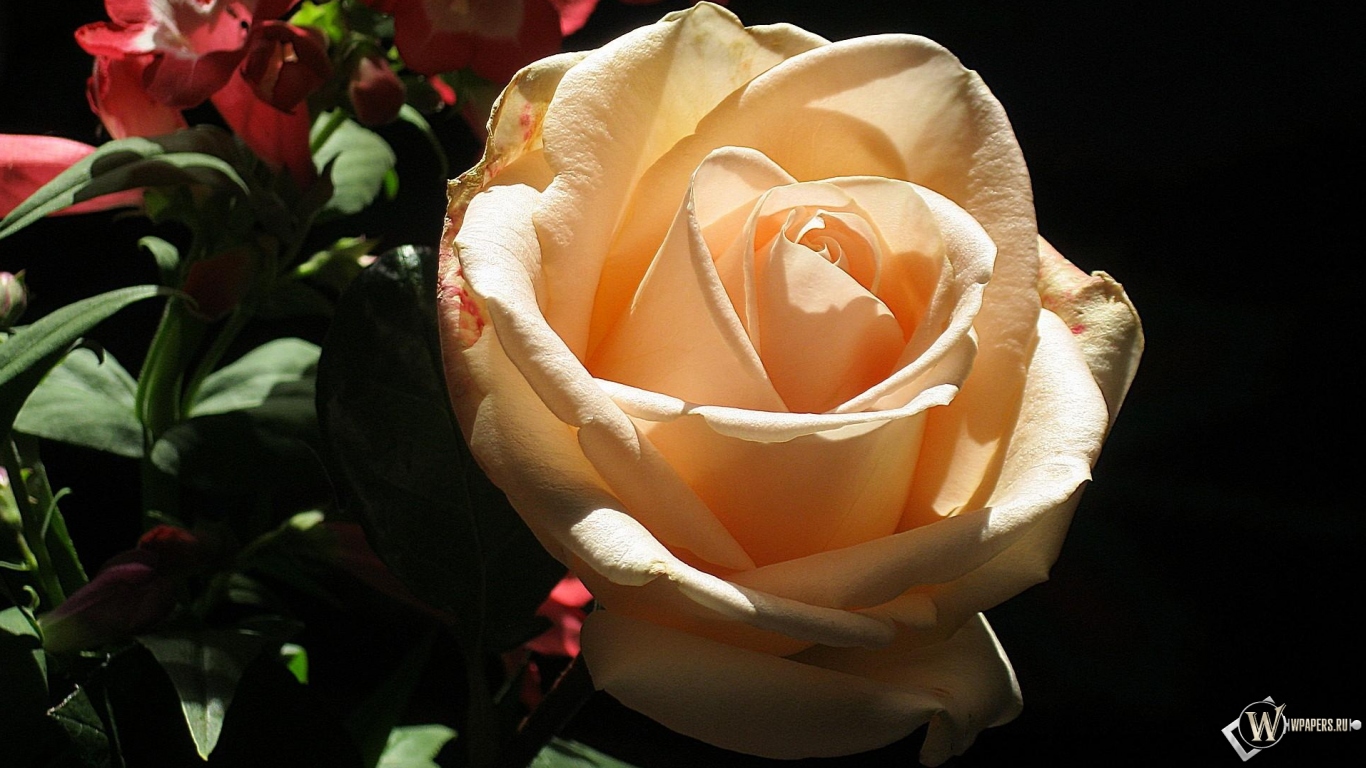 кремовая роза 1366x768