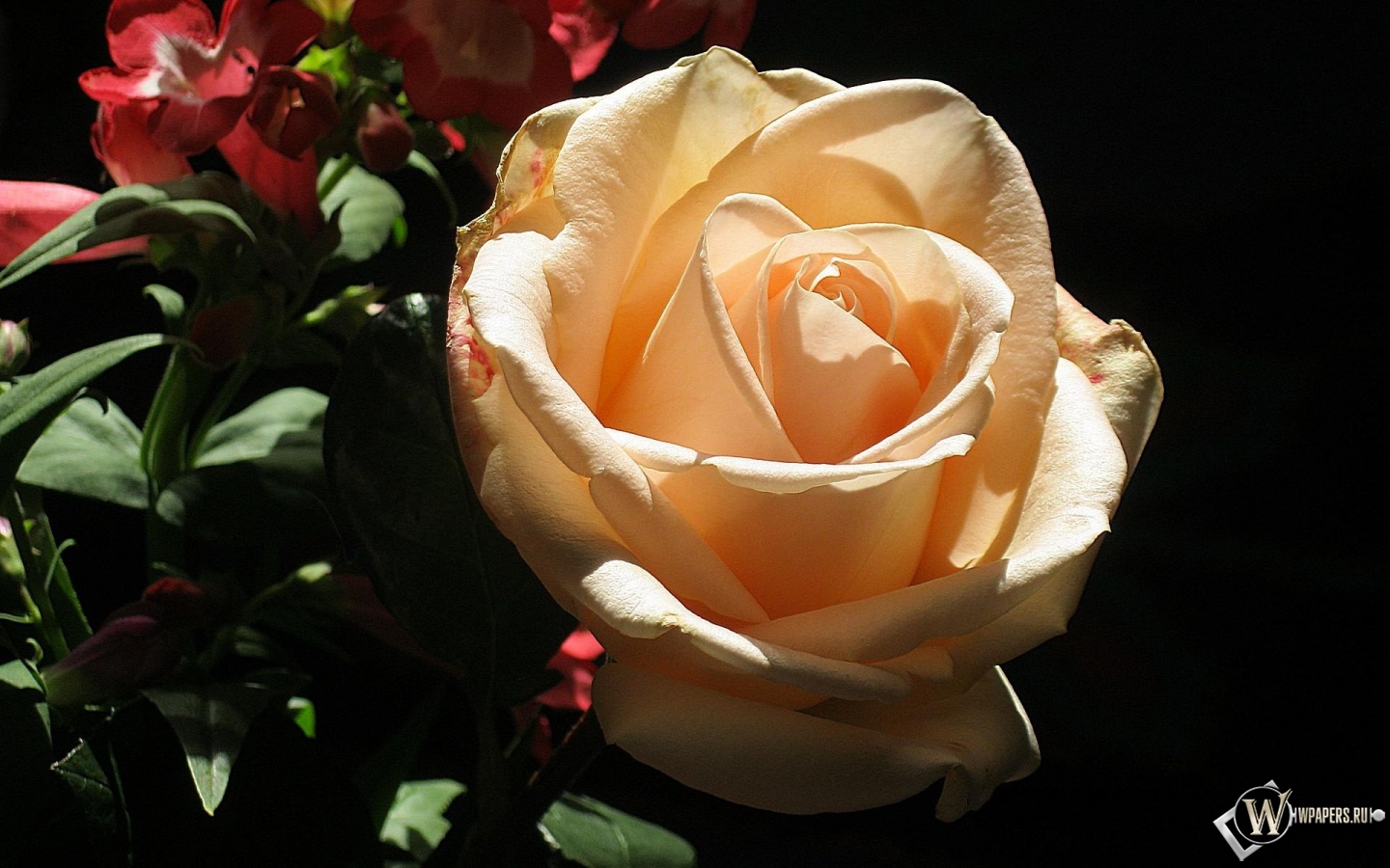 кремовая роза 1440x900