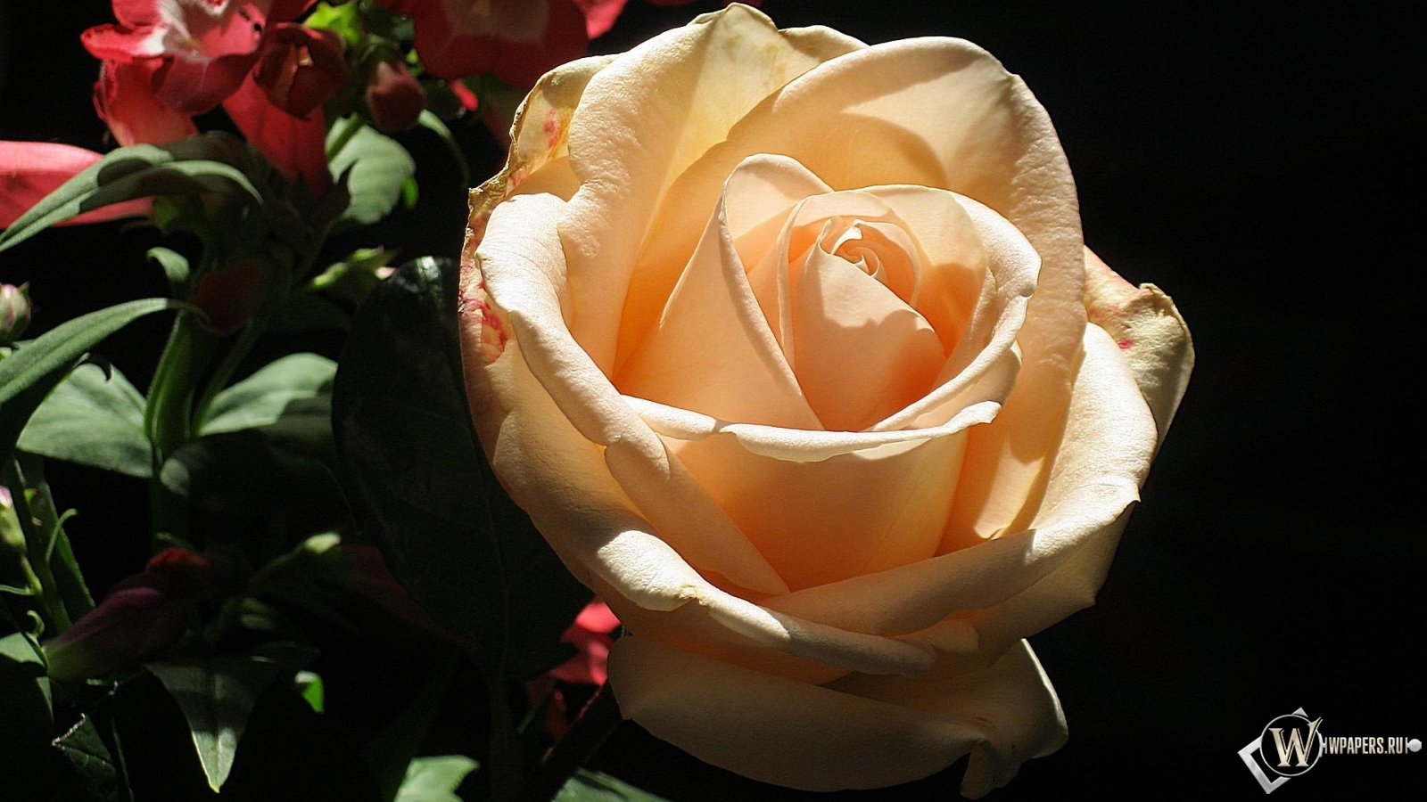 кремовая роза 1600x900