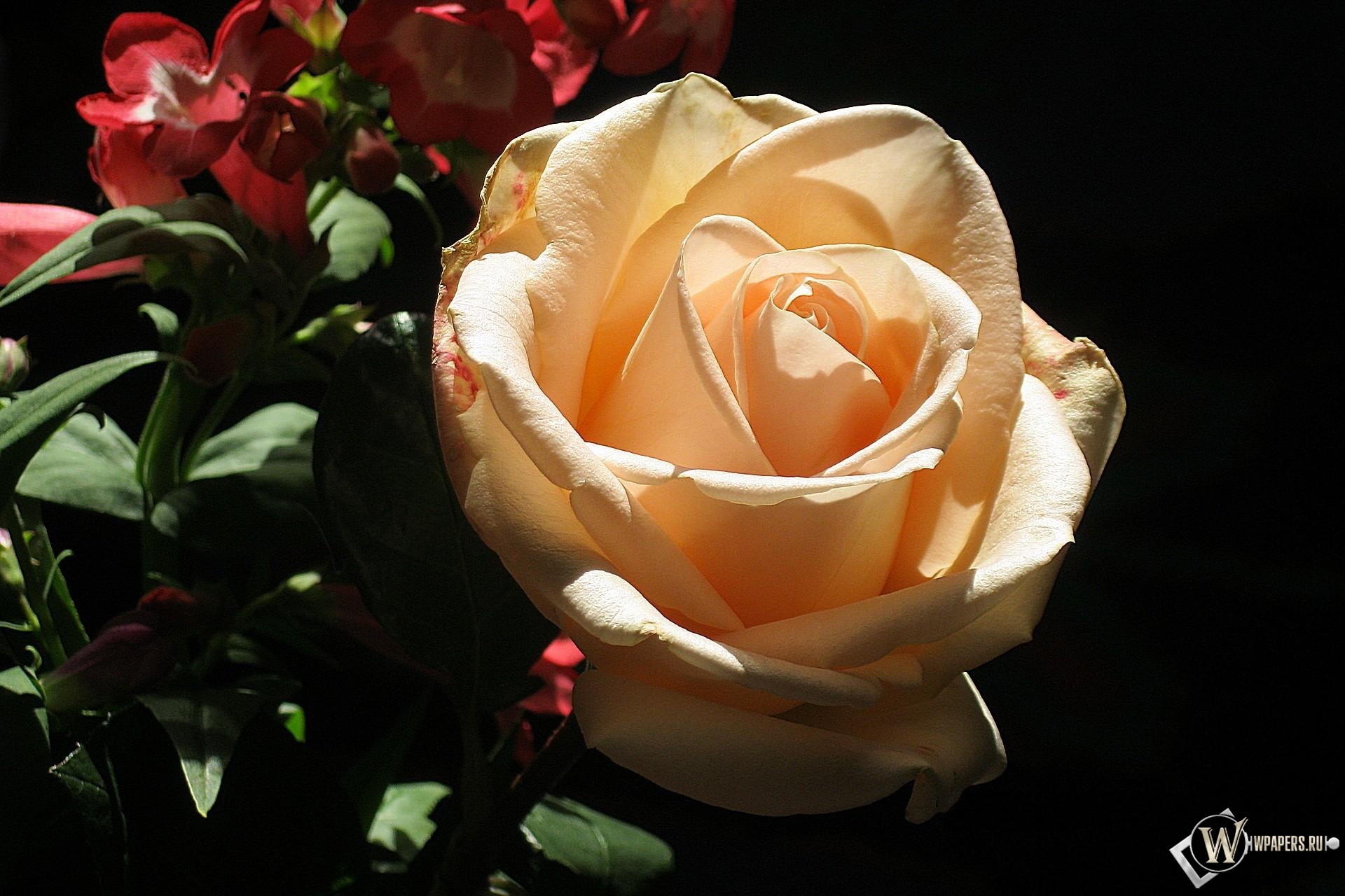 кремовая роза 1920x1280