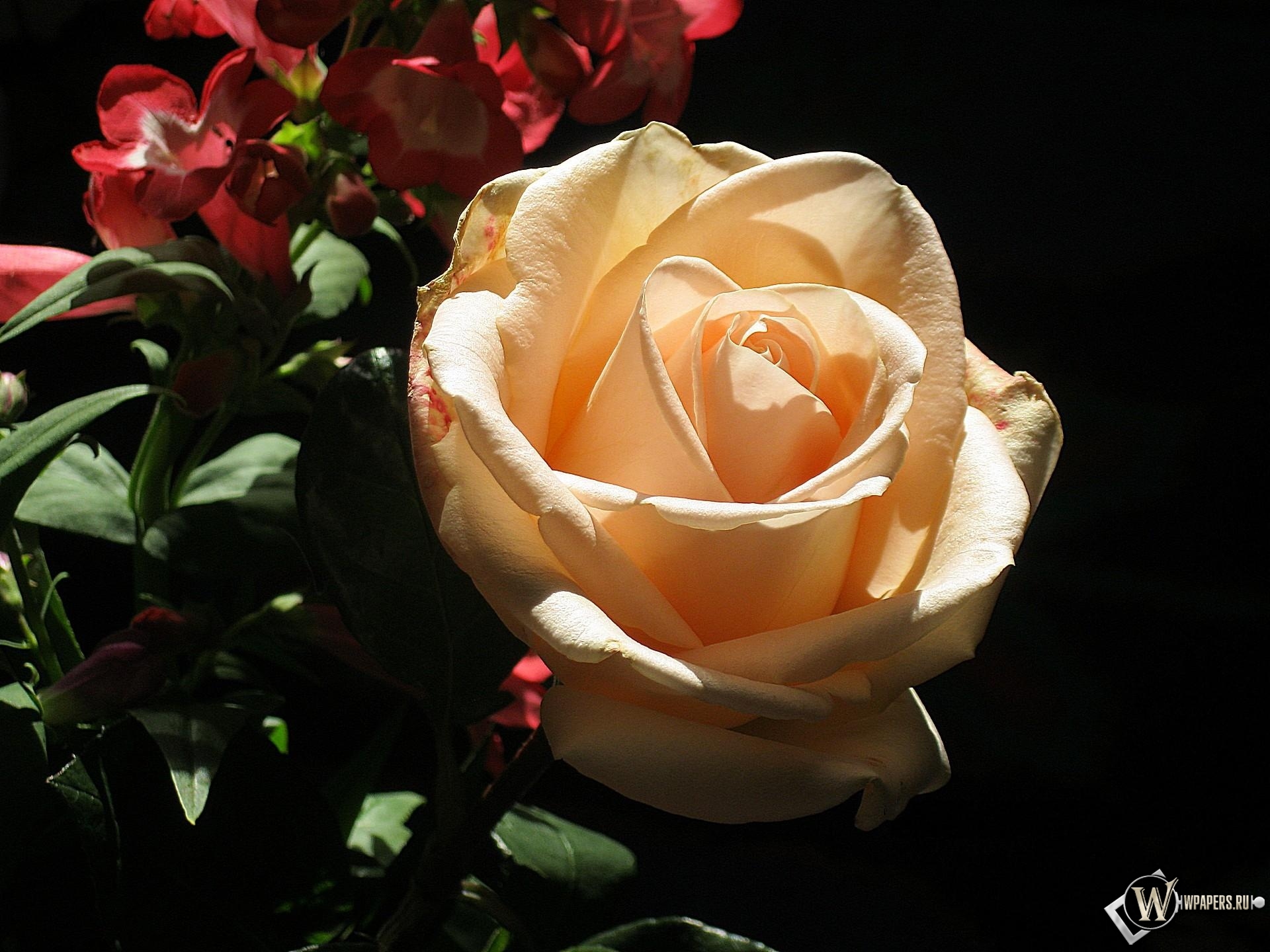 кремовая роза 1920x1440