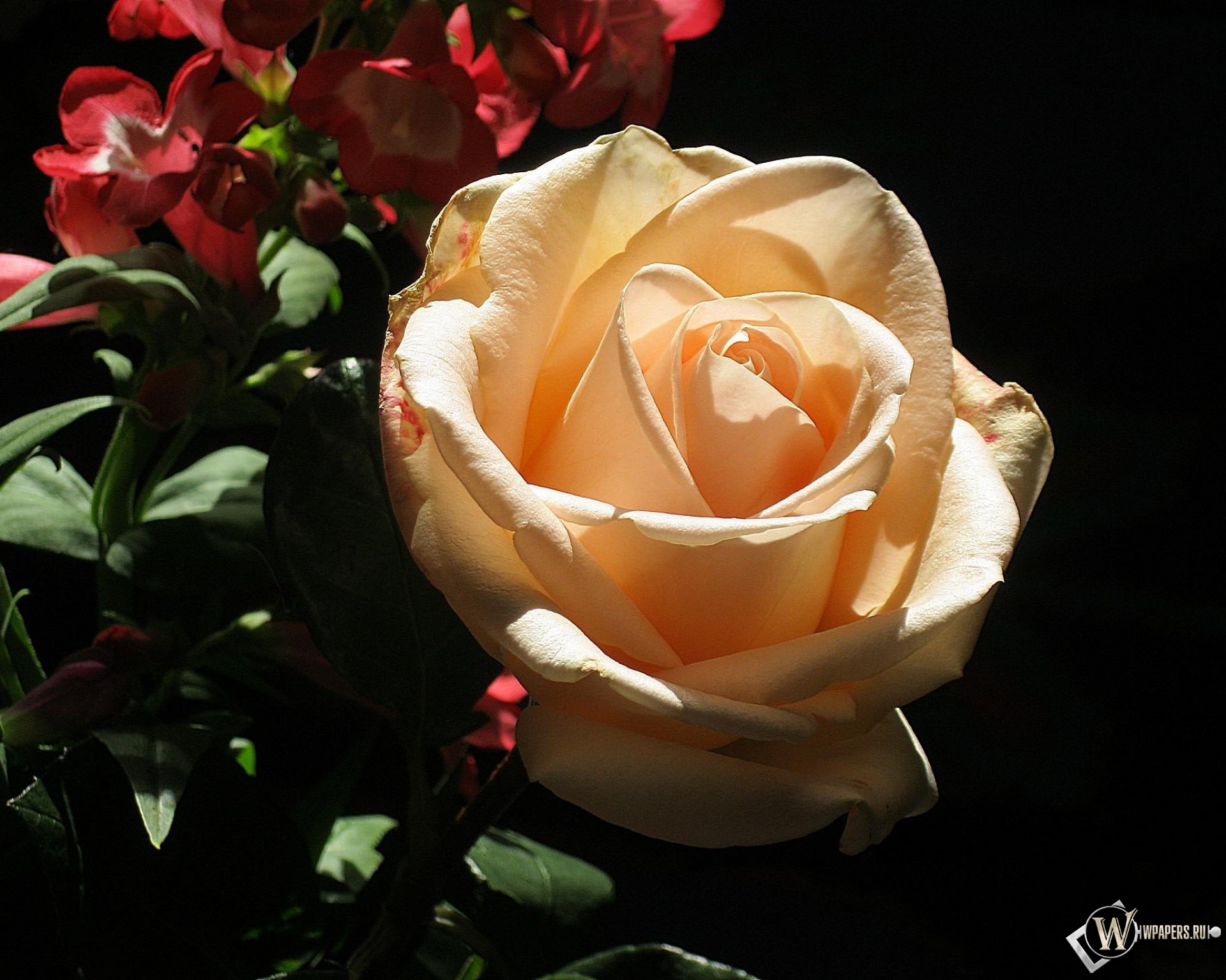 кремовая роза 1920x1536