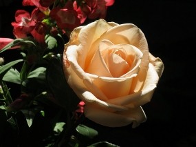 Обои кремовая роза: Роза, Цветок, Цветы