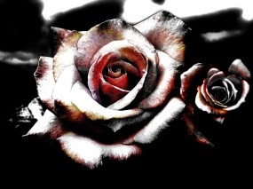 Обои Розы: Розы, Цветы