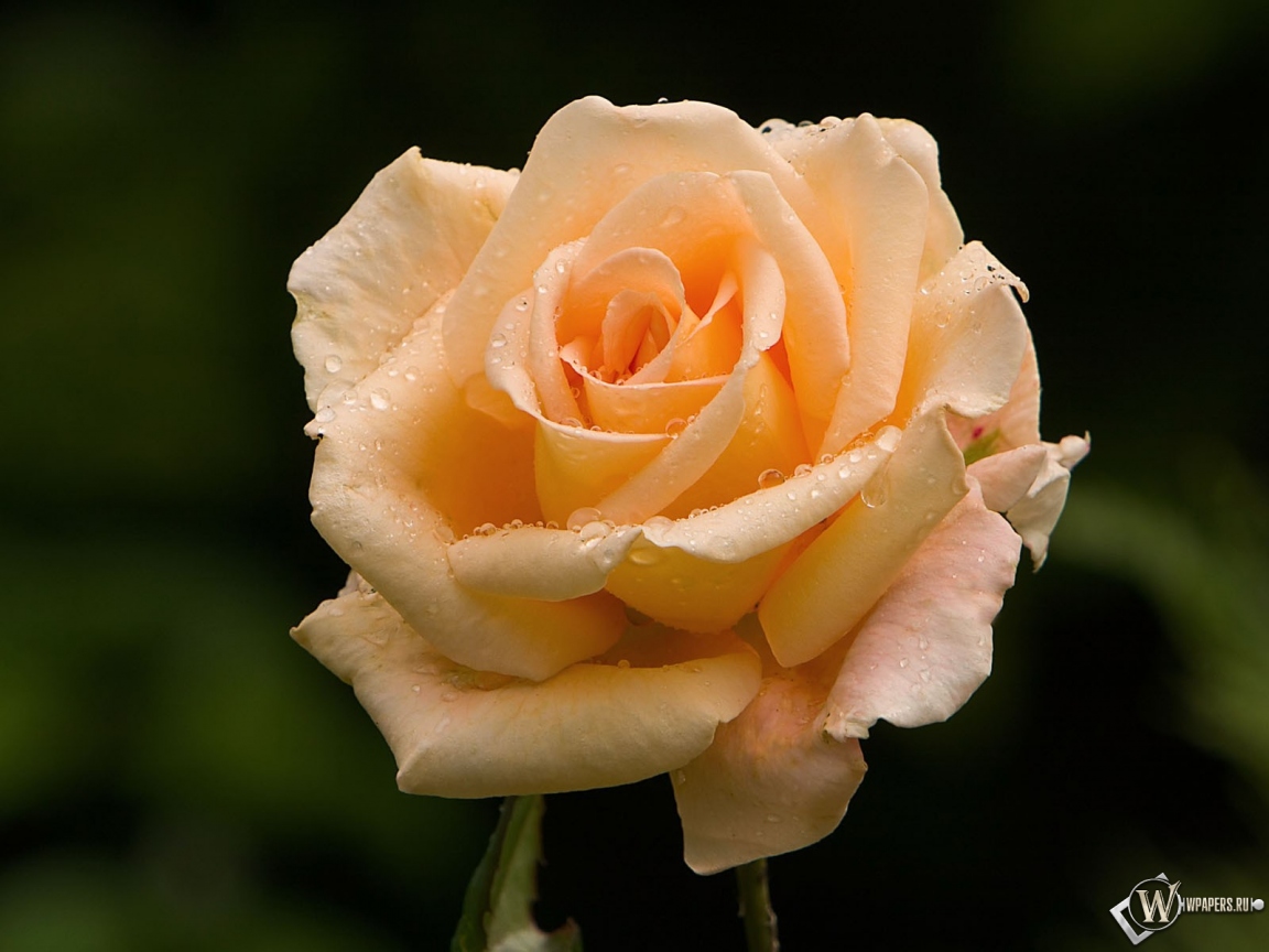 Розовая роза 1152x864