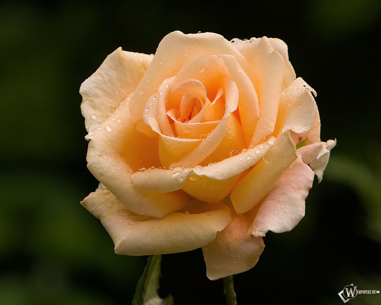 Розовая роза 1280x1024