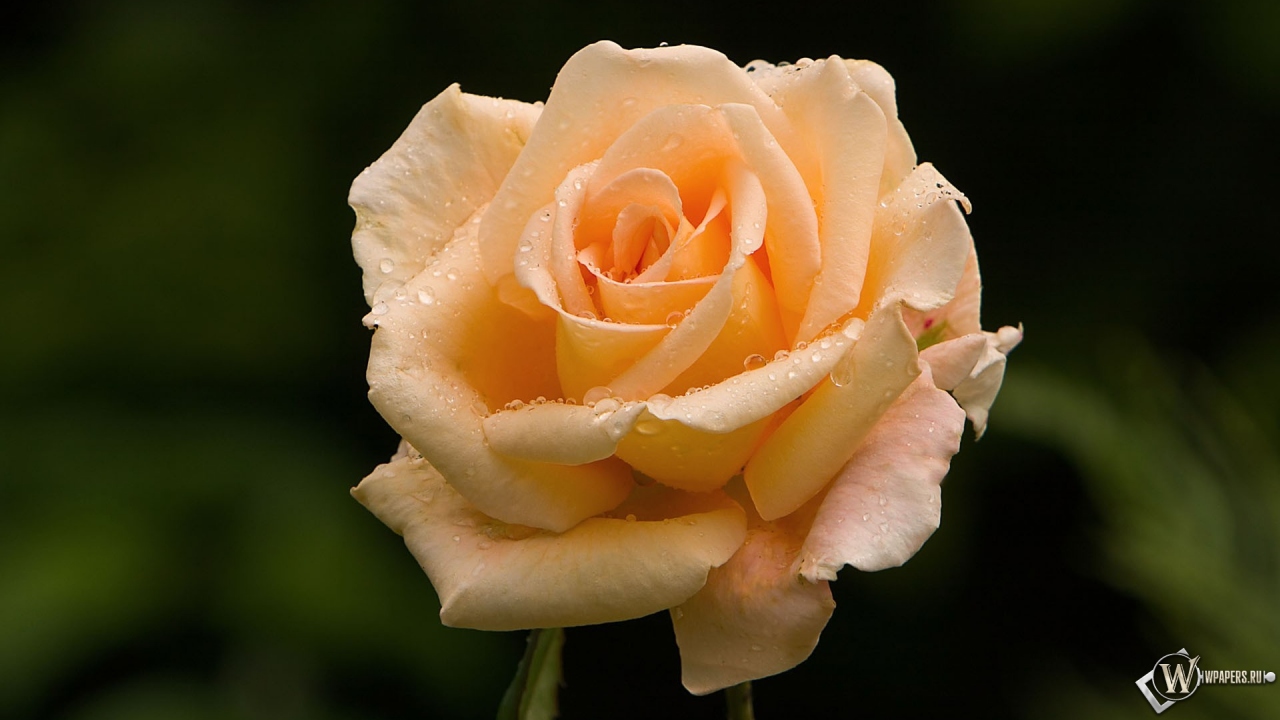 Розовая роза 1280x720