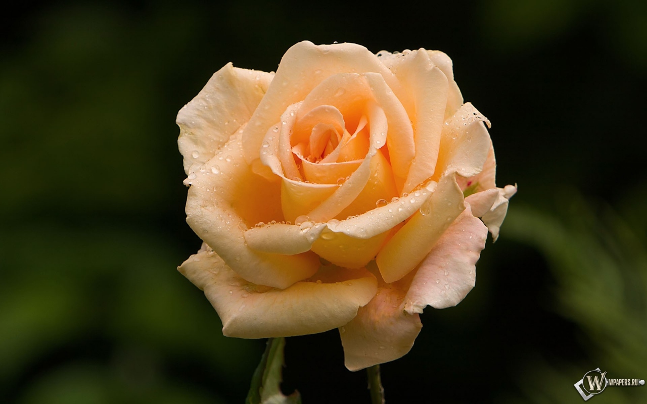 Розовая роза 1280x800