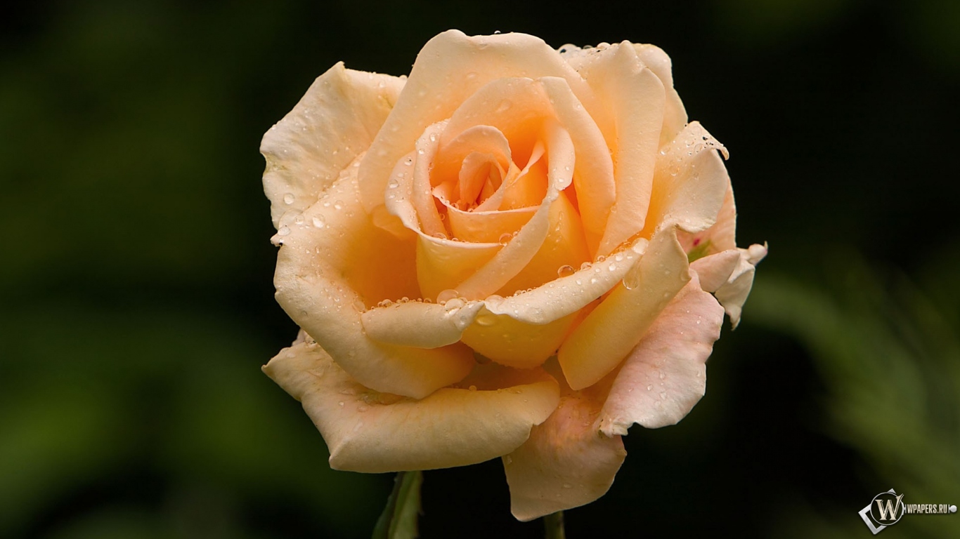 Розовая роза 1366x768