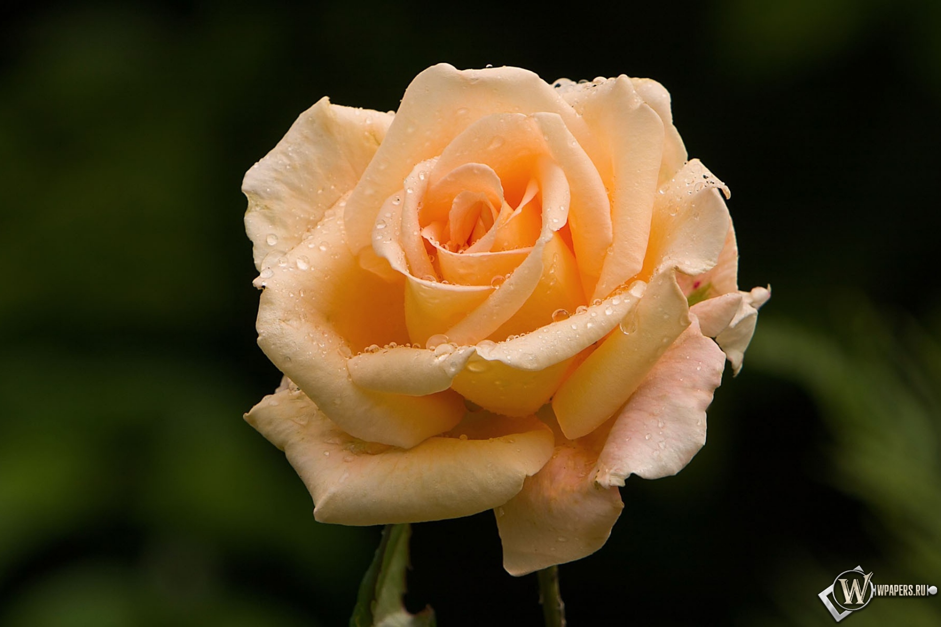 Розовая роза 1920x1280