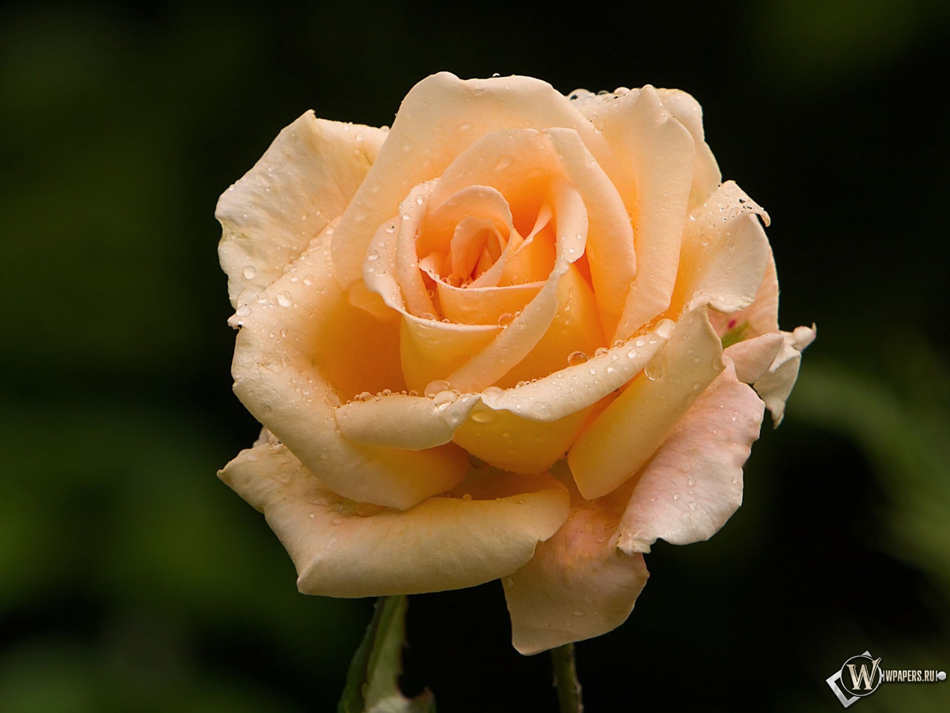 Розовая роза 1920x1440