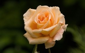 Обои Розовая роза: Роза, Роса, Розовый, Цветы