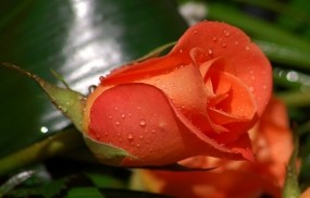 Обои Бутон розы: Роза, Капли, Роса, Бутон, Алый, Цветы