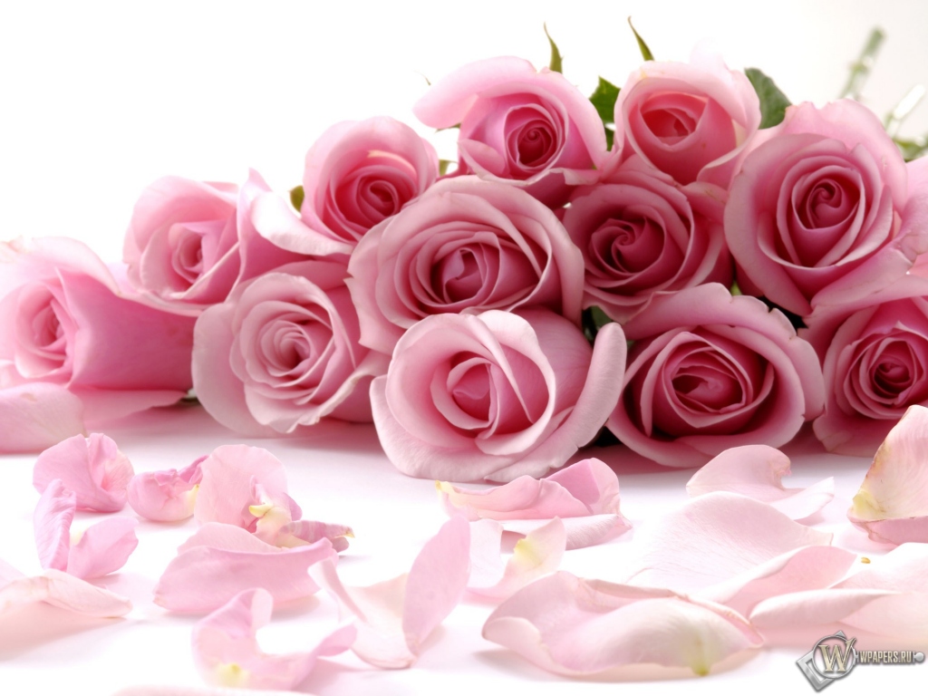 Розовые розы 1024x768