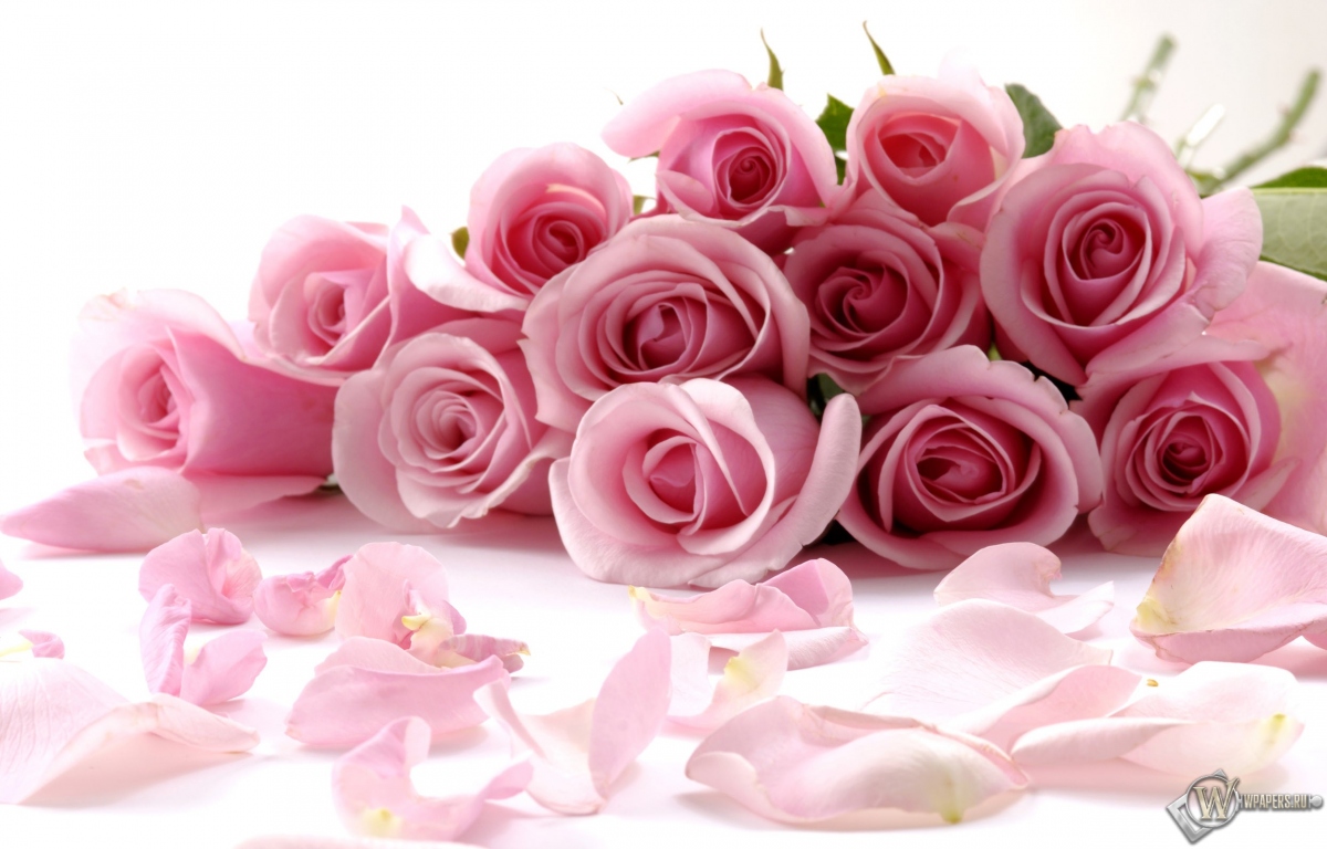 Розовые розы 1200x768