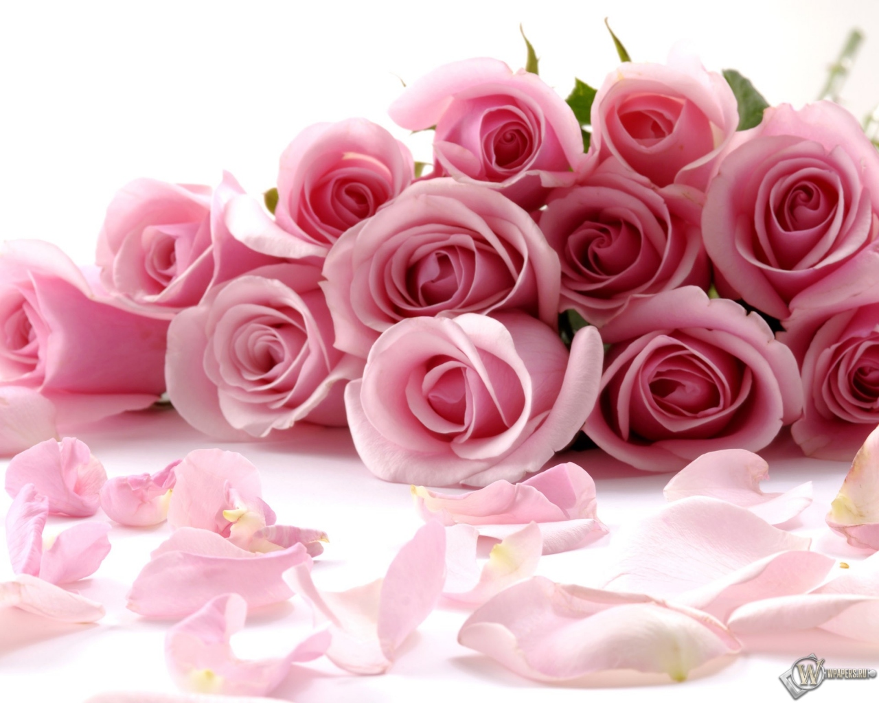 Розовые розы 1280x1024