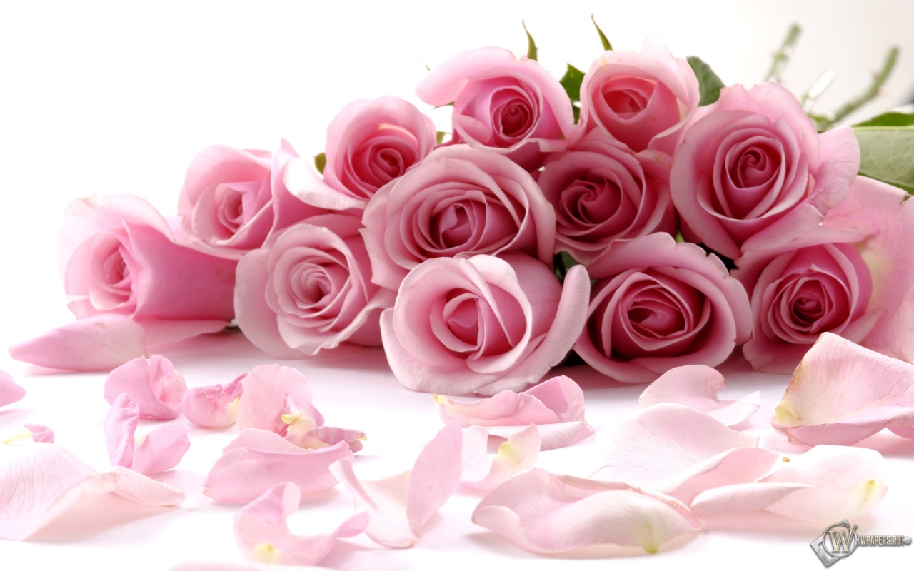 Розовые розы 1280x800
