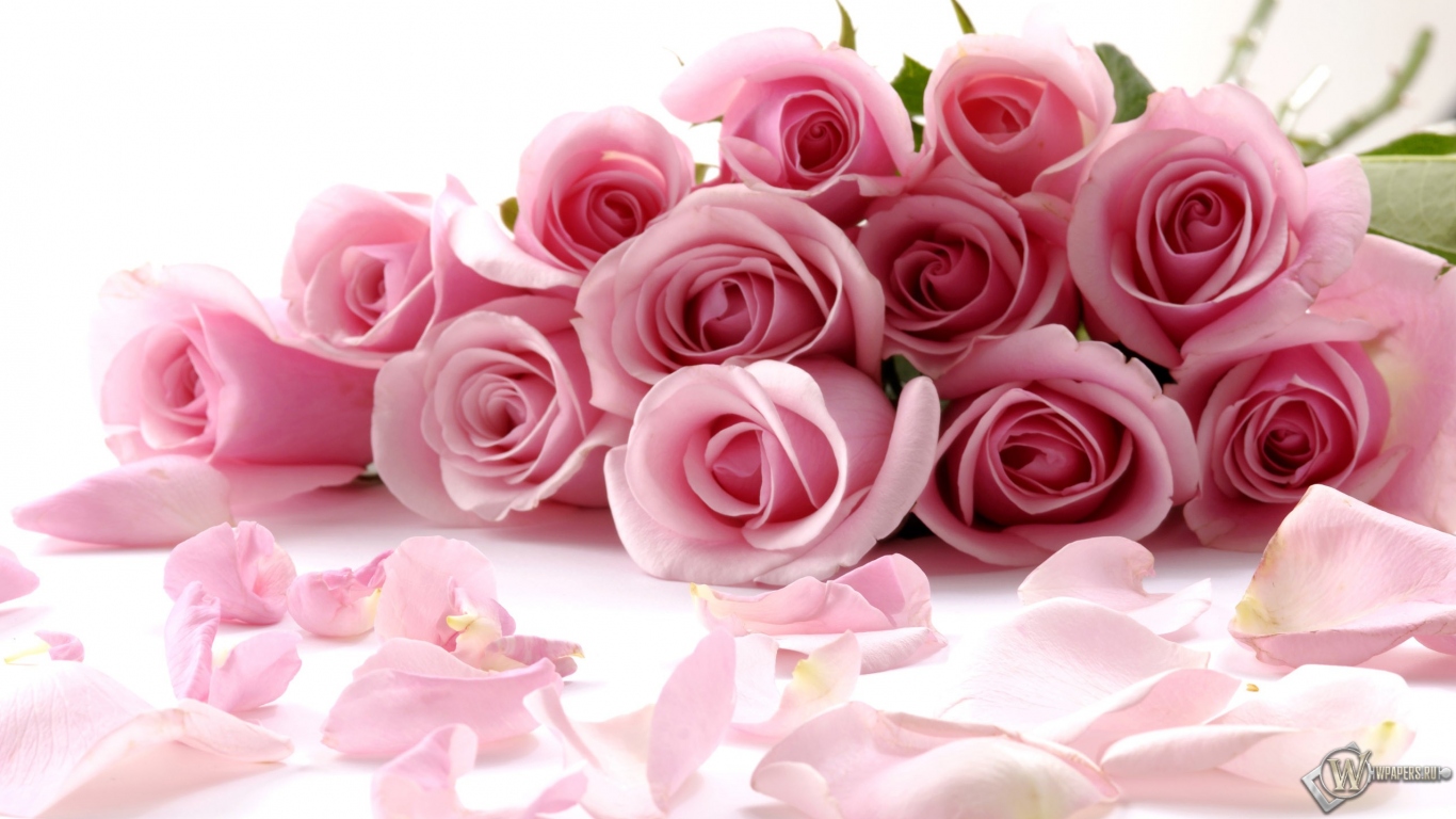 Розовые розы 1366x768